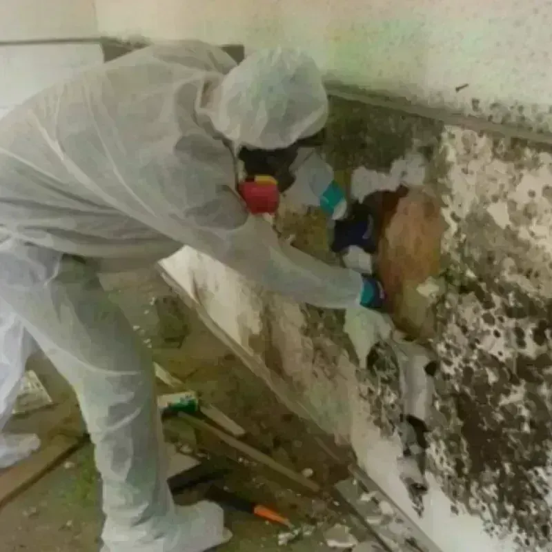 Mold Remediation and Removal in Clark County, IL